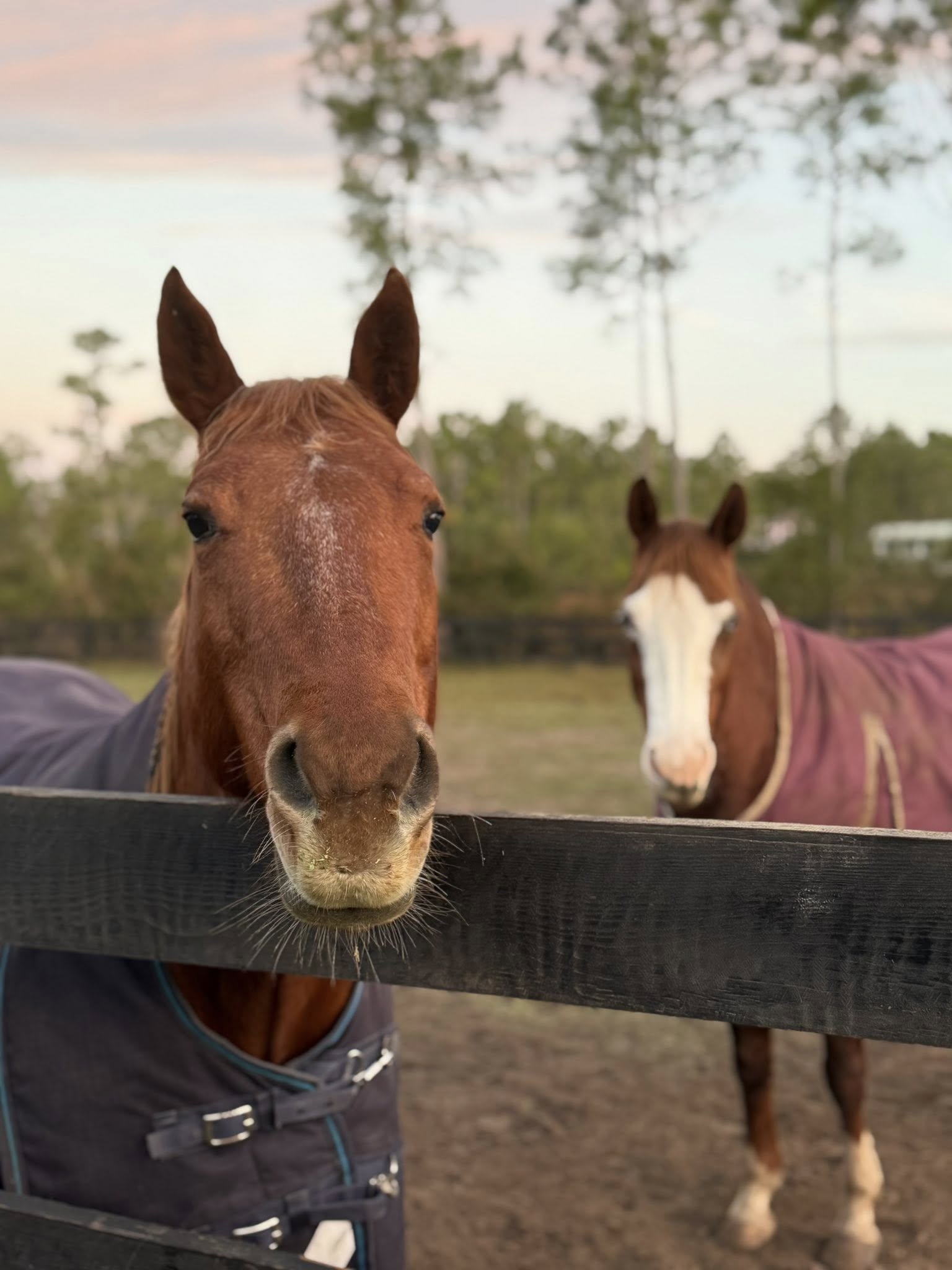 Friendly horse standing at pasture fence at Rodeo Stables in Florida