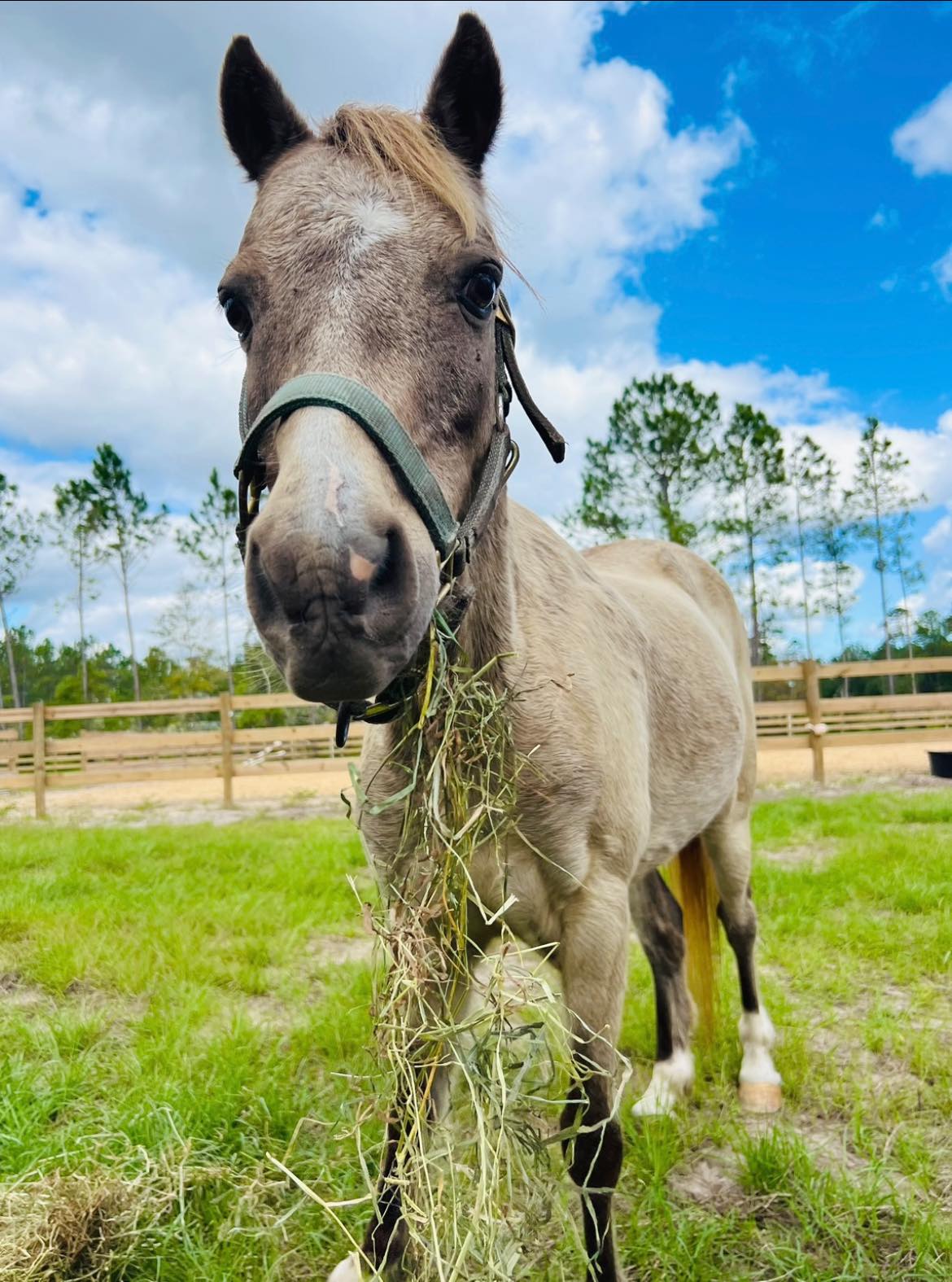 Close-up portrait of horse standing in grassy turnout area at Rodeo Stables