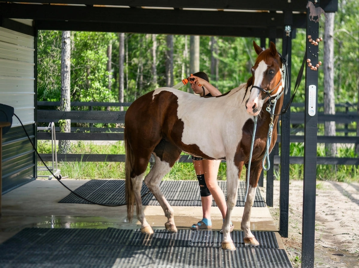 Horse being groomed and cared for at Rodeo Stables boarding facility in Florida