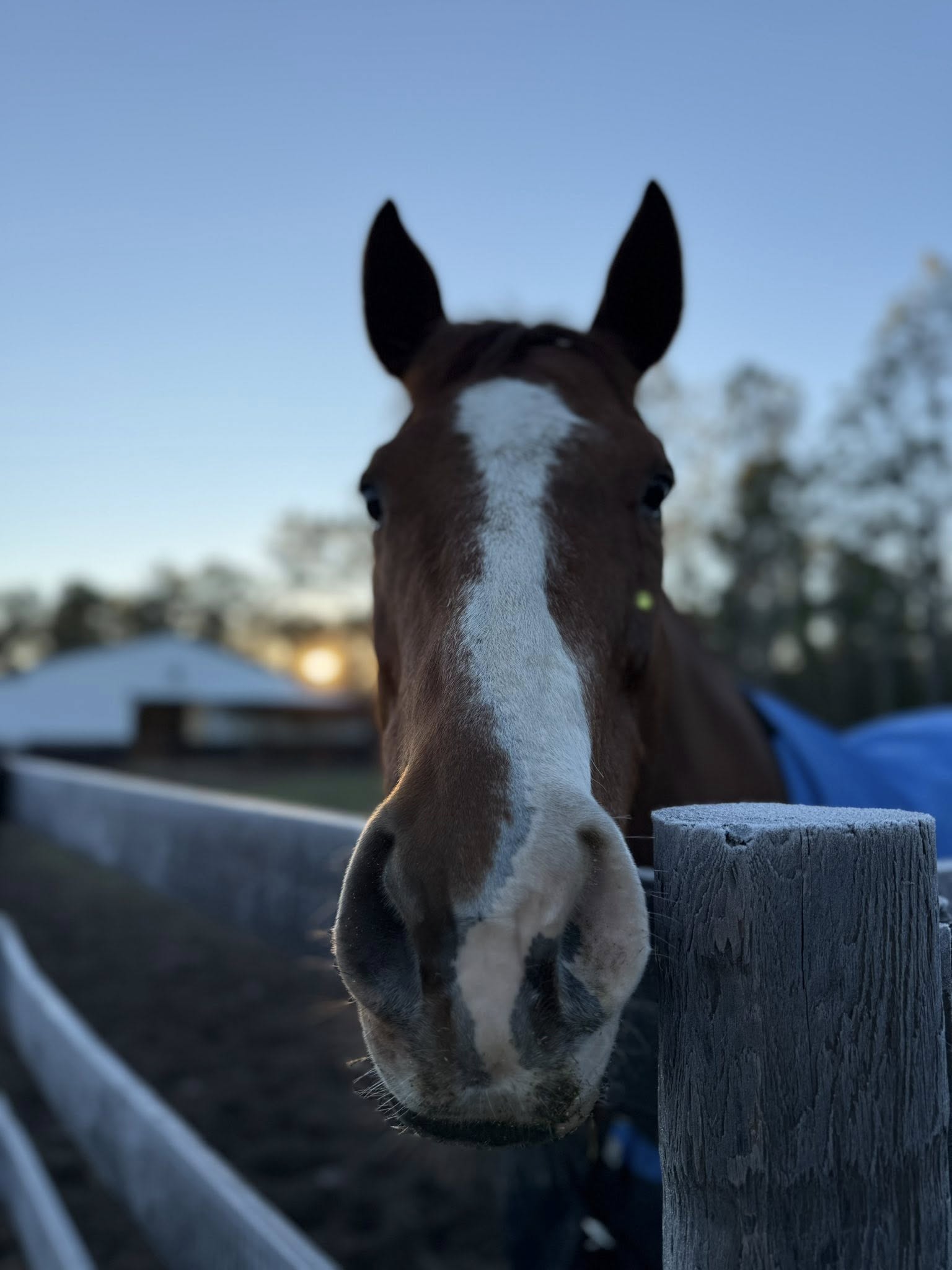 Close-up horse portrait near turnout fencing at Rodeo Stables during evening light