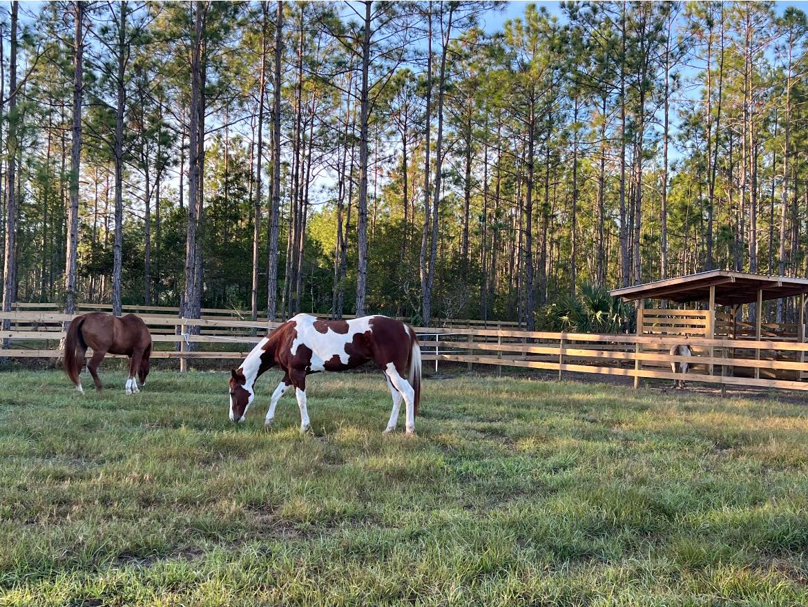 Paint horse grazing in fenced pasture at Rodeo Stables in Florida