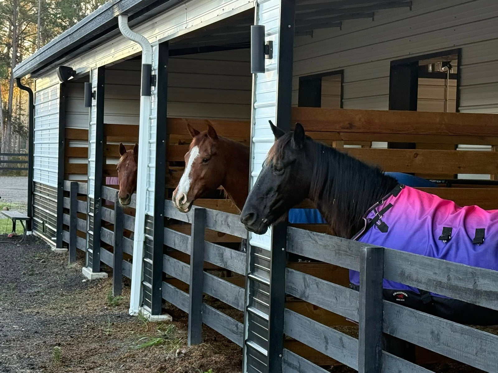 Horses standing in covered paddock stalls at Rodeo Stables boarding facility