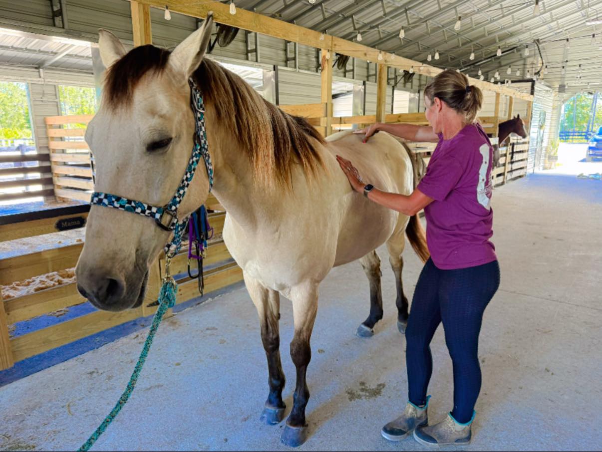 Horse grooming and hands-on horse care inside the Rodeo Stables barn in Ormond Beach, Florida.