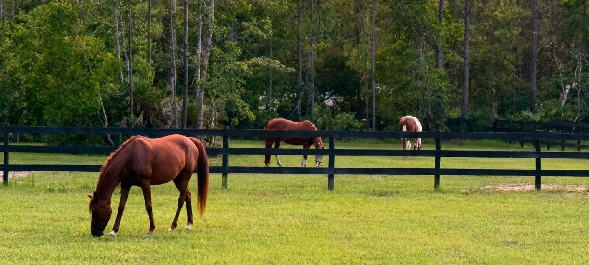 Horses grazing in fenced pasture at Rodeo Stables