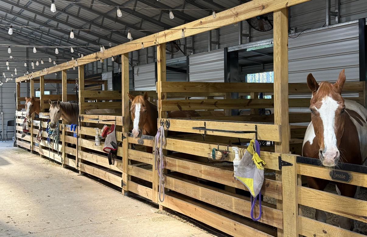 Horses inside spacious wooden stalls with covered paddocks at Rodeo Stables in Ormond Beach, Florida