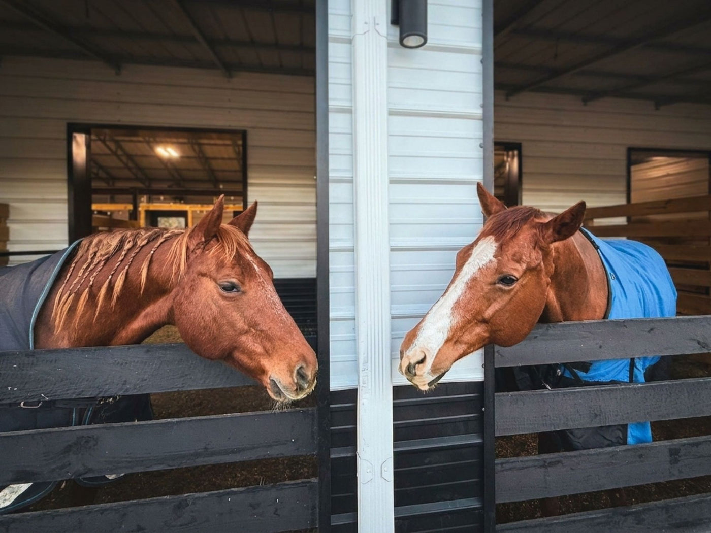 Two horses in barn stalls at Rodeo Stables