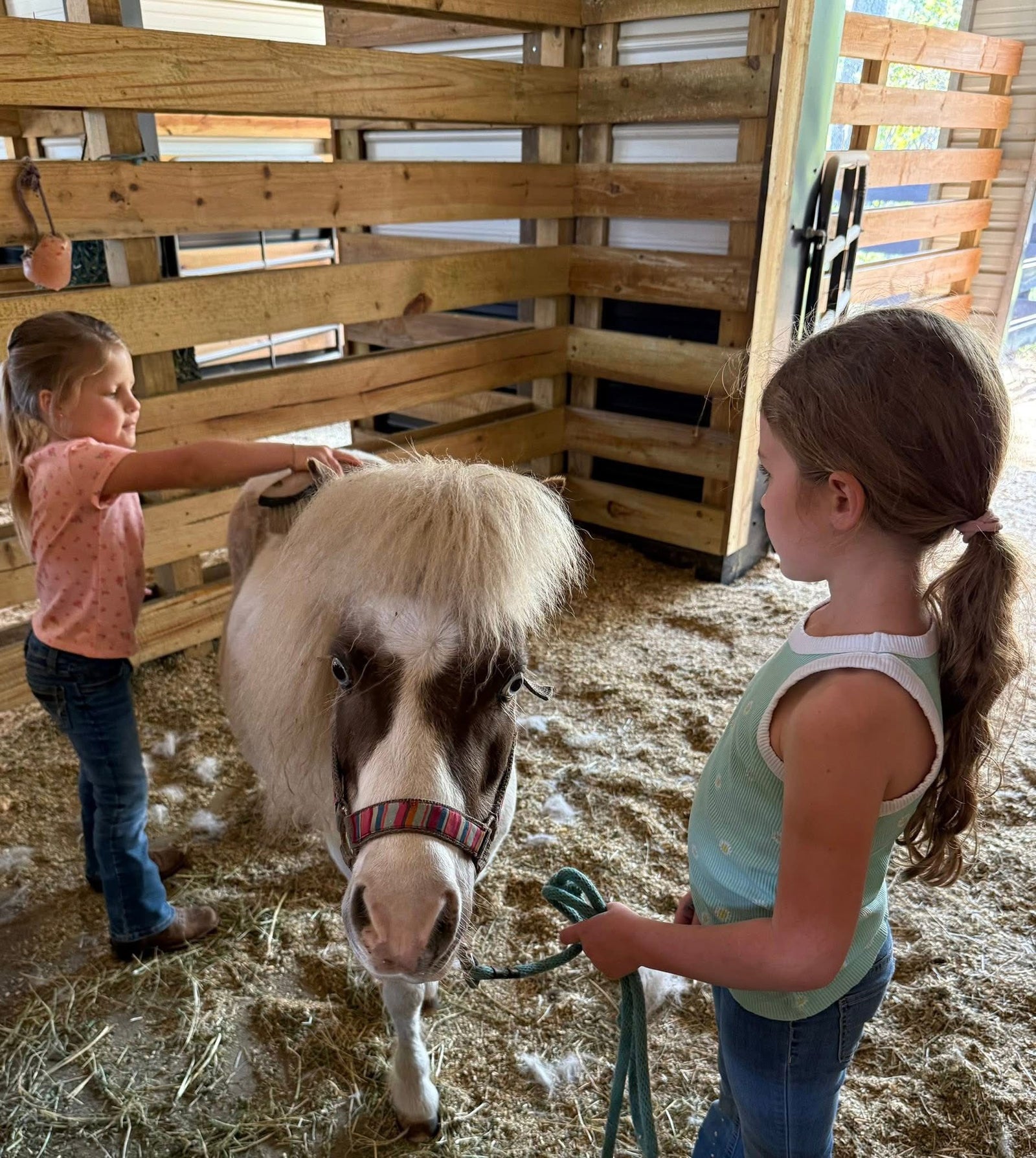 Children brushing and caring for a mini horse inside the Rodeo Stables barn.
