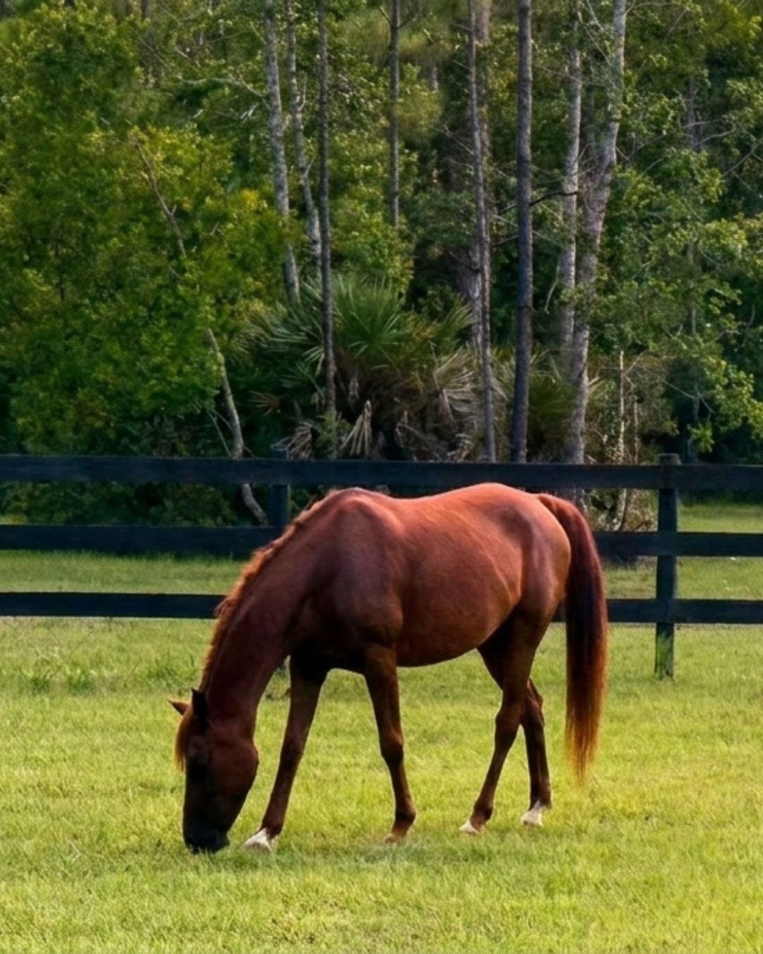 Open pasture with horses at Rodeo Stables